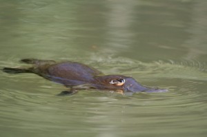 Juvenile platypus at Blackbean Cottage 