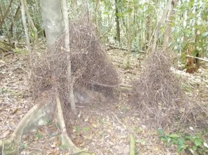 Rotten rooting stick