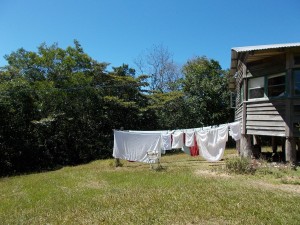 Washing trees and sky